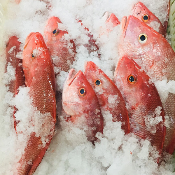 Pargo Rojo